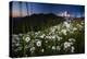 Pearly Everlasting And Cutleaf Daisy With Mount Rainer In The Distance At Sunset-Jay Goodrich-Premier Image Canvas