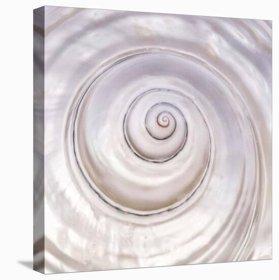 Pearly Shell-Mark Goodall-Stretched Canvas