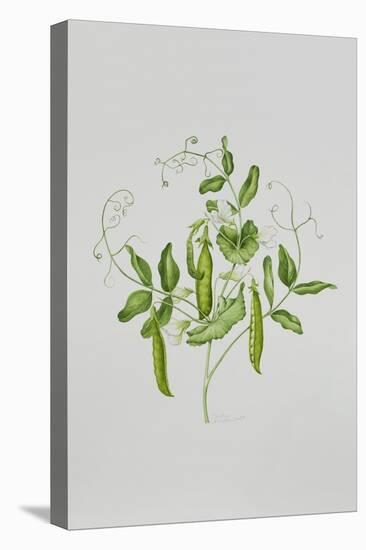 Peas-Sally Crosthwaite-Premier Image Canvas