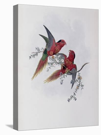 Pectoral Lorikeet-John Gould-Premier Image Canvas