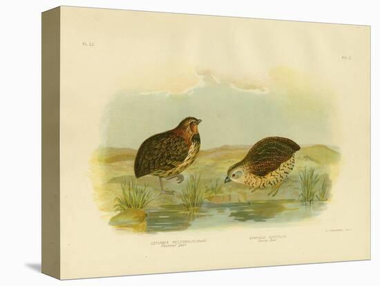 Pectoral Quail, 1891-Gracius Broinowski-Premier Image Canvas