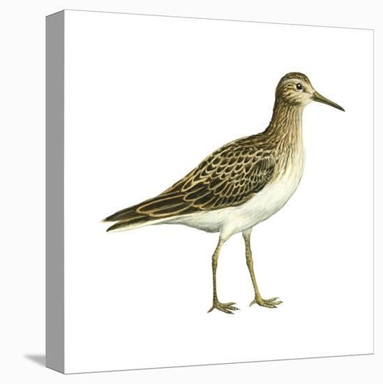 Pectoral Sandpiper (Calidris Melanotos), Birds-Encyclopaedia Britannica-Stretched Canvas