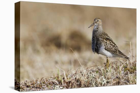 Pectoral Sandpiper-Ken Archer-Premier Image Canvas