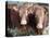 Pedigree South Devon Cattle, Devon, England, United Kingdom, Europe-David Lomax-Premier Image Canvas