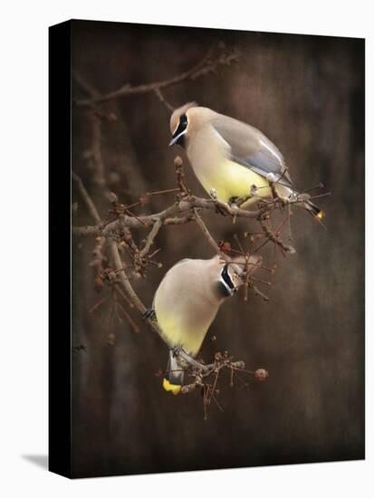 Peek a Boo Cedar Waxwings-Jai Johnson-Premier Image Canvas