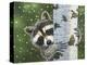 Peek-A-Boo Raccoon-William Vanderdasson-Premier Image Canvas