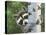 Peek-A-Boo Raccoon-William Vanderdasson-Premier Image Canvas