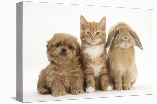 Peekapoo (Pekingese X Poodle) Puppy, Ginger Kitten and Sandy Lop Rabbit, Sitting Together-Mark Taylor-Premier Image Canvas