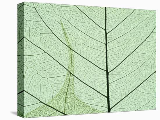 Peepal Leaf Detail, Popular Medicinal Plant, India-Kevin Schafer-Premier Image Canvas