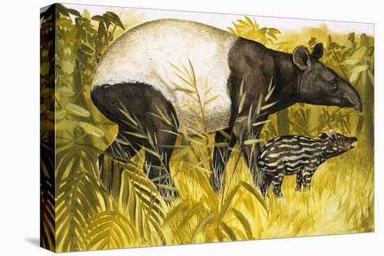 Peeps at Nature: The Tapir-Arthur Oxenham-Premier Image Canvas