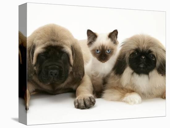 Pekingese and English Mastiff Puppies with Birman-Cross Kitten-Jane Burton-Premier Image Canvas