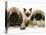 Pekingese and English Mastiff Puppies with Birman-Cross Kitten-Jane Burton-Premier Image Canvas