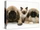 Pekingese and English Mastiff Puppies with Birman-Cross Kitten-Jane Burton-Premier Image Canvas