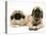 Pekingese and English Mastiff Puppies-Jane Burton-Premier Image Canvas