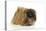 Pekingese Dog-null-Premier Image Canvas