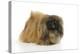 Pekingese Dog-null-Premier Image Canvas