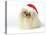Pekingese in Christmas Hat-null-Premier Image Canvas