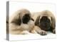 Pekingese Pup with English Mastiff Puppy-Jane Burton-Premier Image Canvas