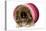 Pekingese Puppy in Studio in Pink Raffia Pot-null-Premier Image Canvas