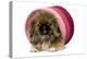 Pekingese Puppy in Studio in Pink Raffia Pot-null-Premier Image Canvas