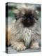 Pekingese Puppy Portrait-Adriano Bacchella-Premier Image Canvas