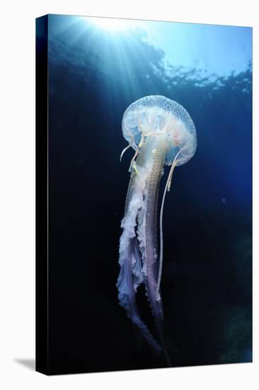 Pelagia Stinger - Common Jellyfish (Pelagia Noctiluca) Malta, Mediteranean, May 2009-Zankl-Premier Image Canvas