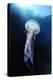 Pelagia Stinger - Common Jellyfish (Pelagia Noctiluca) Malta, Mediteranean, May 2009-Zankl-Premier Image Canvas