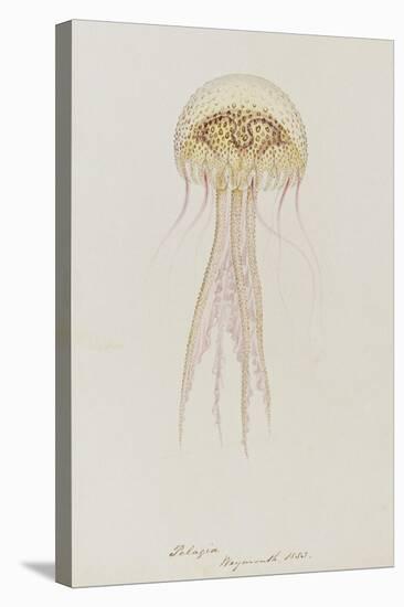 Pelagia, Weymouth, 1853: Pelagia Noctiluca: Jellyfish-Philip Henry Gosse-Premier Image Canvas