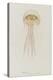 Pelagia, Weymouth, 1853: Pelagia Noctiluca: Jellyfish-Philip Henry Gosse-Premier Image Canvas