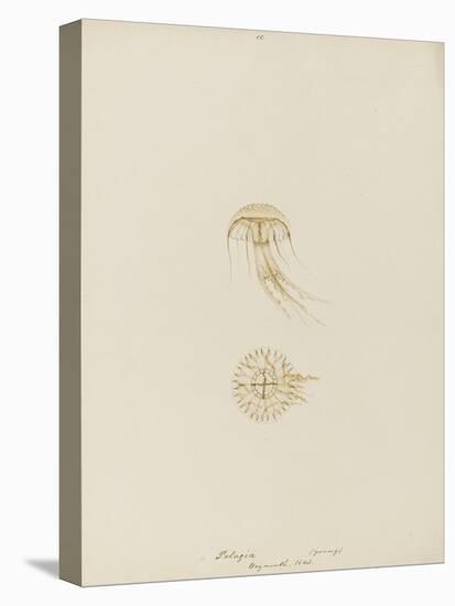 Pelagia (Young), Weymouth, 1843: Pelagia Noctiluca: Jellyfish-Philip Henry Gosse-Premier Image Canvas