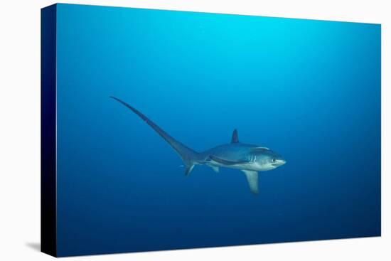 pelagic thresher shark swimming in open ocean, philippines-david fleetham-Premier Image Canvas