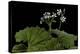 Pelargonium Odoratissimum (Apple Geranium)-Paul Starosta-Premier Image Canvas