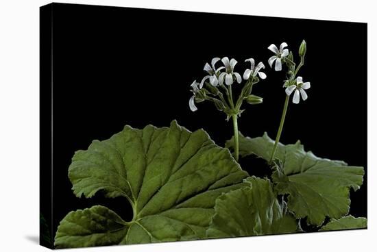 Pelargonium Odoratissimum (Apple Geranium)-Paul Starosta-Premier Image Canvas