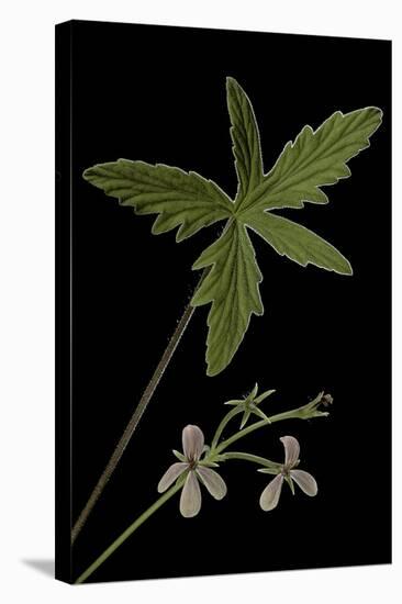 Pelargonium Quinquelobatum-Paul Starosta-Premier Image Canvas