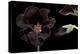 Pelargonium X Domesticum 'Lord Bute' (Regal Geranium)-Paul Starosta-Premier Image Canvas