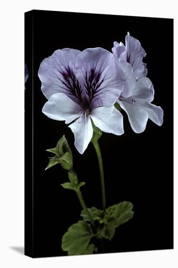 Pelargonium X Domesticum 'Mrs. G.H. Smith' (Regal Geranium)-Paul Starosta-Premier Image Canvas
