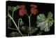 Pelargonium X Hederaefolium 'Christian' (Ivy-Leaf Geranium)-Paul Starosta-Premier Image Canvas