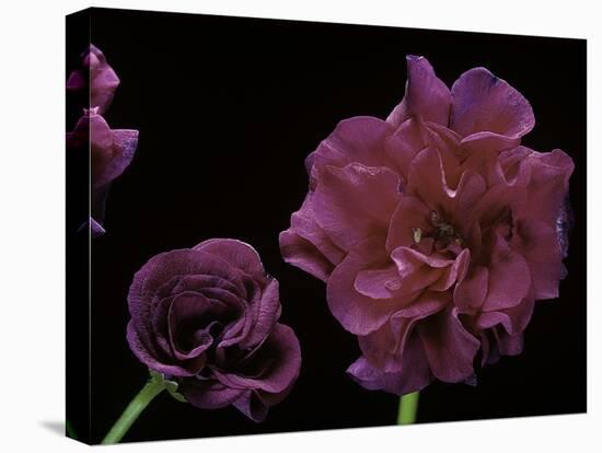 Pelargonium X Hederaefolium 'Rochefort' (Ivy-Leaf Geranium)-Paul Starosta-Premier Image Canvas