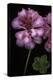 Pelargonium X Hederaefolium 'Rosy O'day' (Ivy-Leaf Geranium)-Paul Starosta-Premier Image Canvas