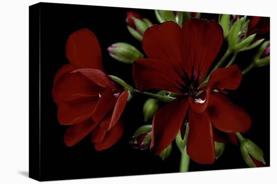 Pelargonium X Hederaefolium 'Solo' (Ivy-Leaf Geranium)-Paul Starosta-Premier Image Canvas