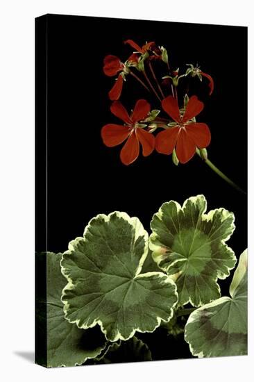 Pelargonium X Hortorum 'Dolly Vardon' (Common Geranium, Garden Geranium, Zonal Geranium)-Paul Starosta-Premier Image Canvas