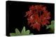 Pelargonium X Hortorum 'Fandango' (Common Geranium, Garden Geranium, Zonal Geranium)-Paul Starosta-Premier Image Canvas