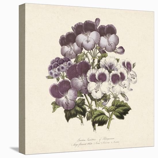 Pelargonium-Jo Starkey-Stretched Canvas