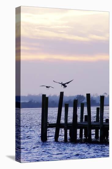 Pelican and Friend-Alan Hausenflock-Premier Image Canvas