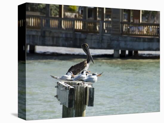 Pelican and Sea Birds on Post, Key West, Florida, USA-R H Productions-Premier Image Canvas