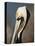 Pelican Bay-Sydney Edmunds-Premier Image Canvas