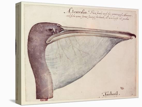 Pelican, C.1590-John White-Premier Image Canvas