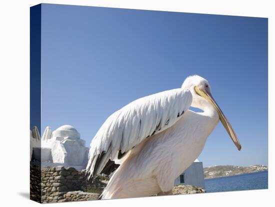 Pelican, Chora, Mykonos, Cyclades, Greek Islands, Greece, Europe-Angelo Cavalli-Premier Image Canvas