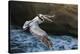 Pelican Flight-Chris Moyer-Stretched Canvas
