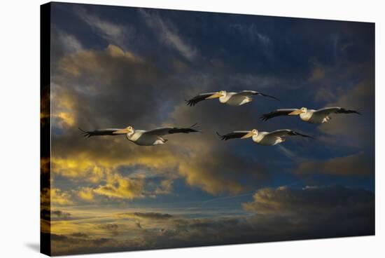 Pelican Foursome-Galloimages Online-Stretched Canvas